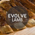 lamb